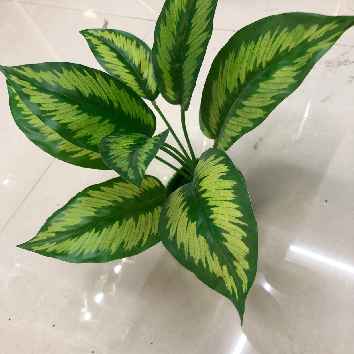 Nine watermelon leaves Specification image