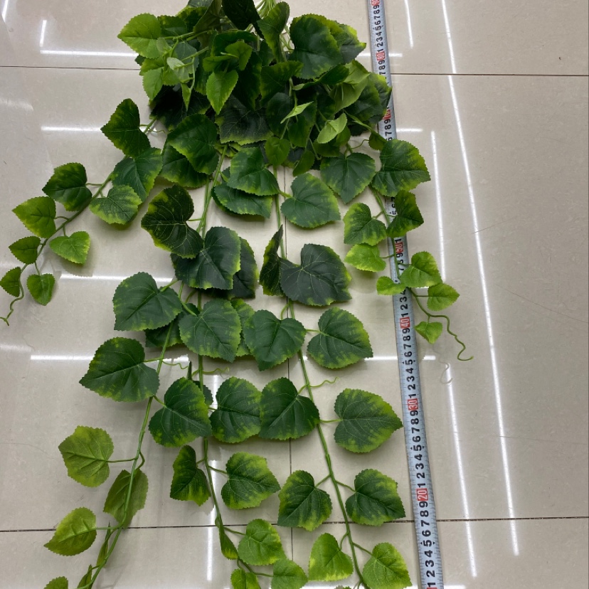 125. Cotyledons