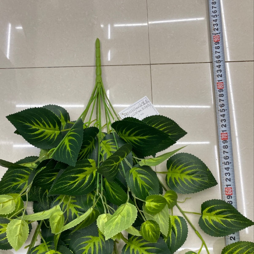 125-leafed green Perilla Specification image