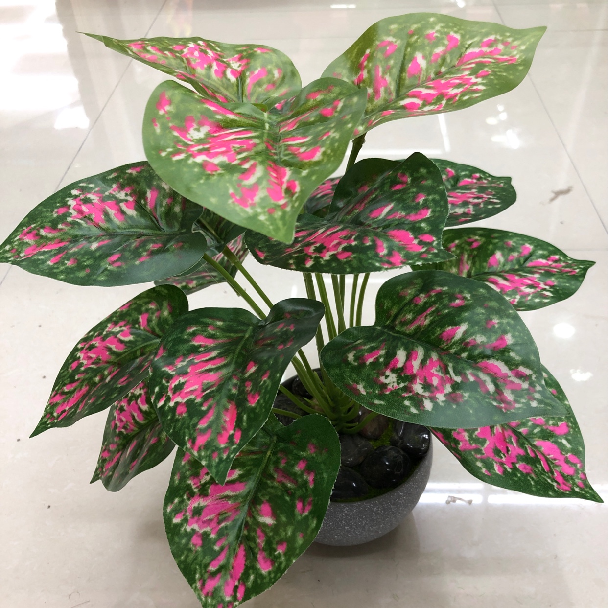 18 red-spotted evergreen plants