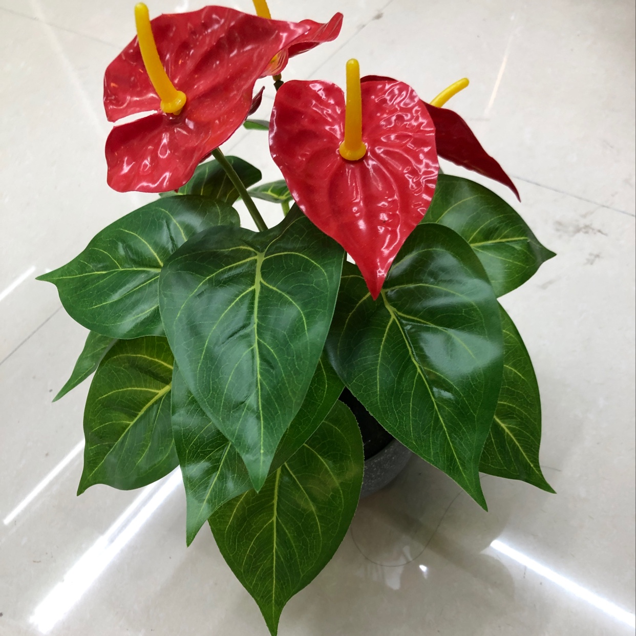 Eighteen anthuriums Specification image