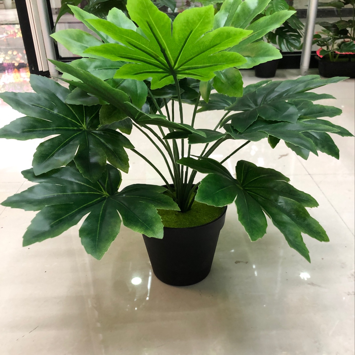 15 star anise golden leaves Specification image