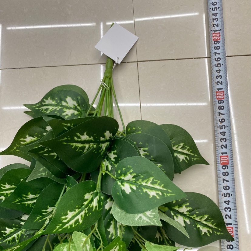 The 125-leafed white-fleshed evergreen Specification image