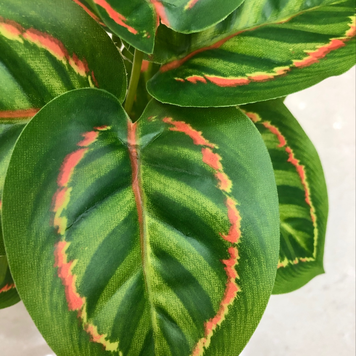 Nine red peacock leaves Application Scenario