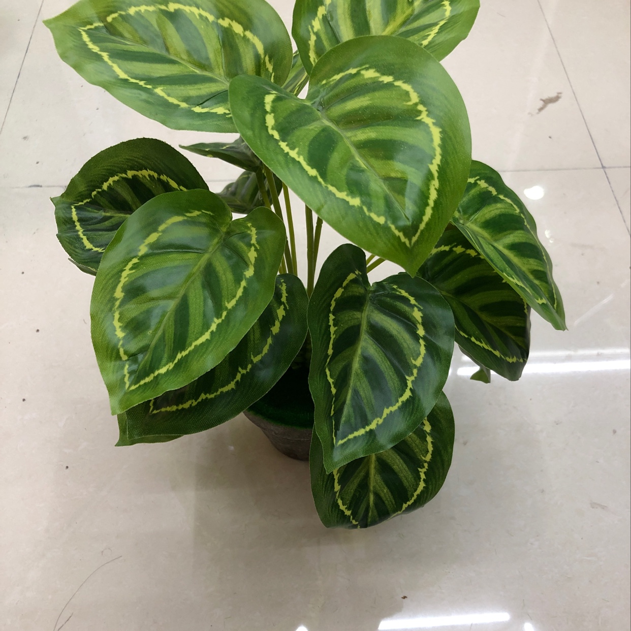 18 green peacock leaves