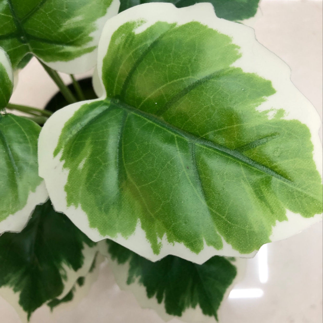 Eighteen white-banded ivy plants Application Scenario