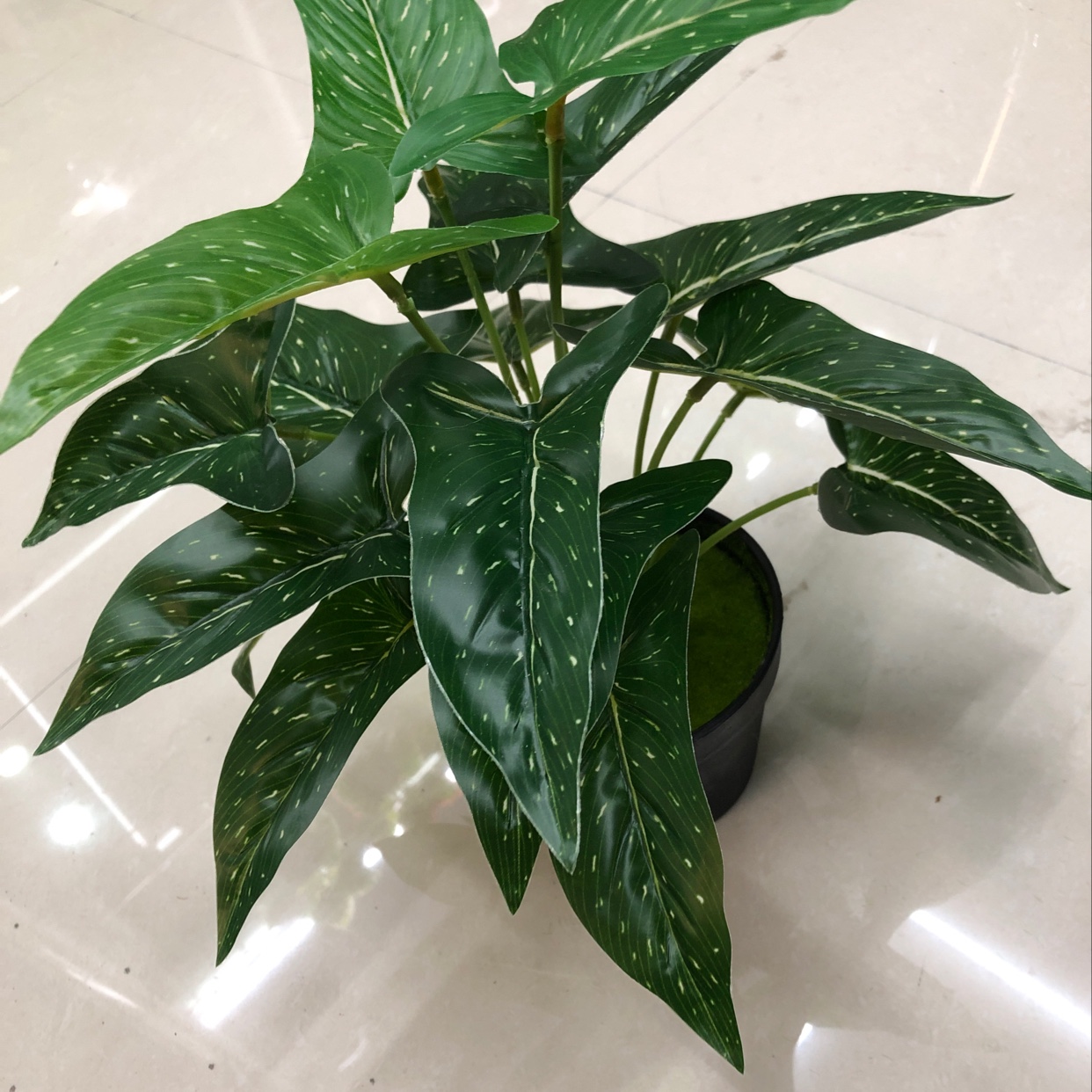 There are 18 long leaves with white spots Specification image