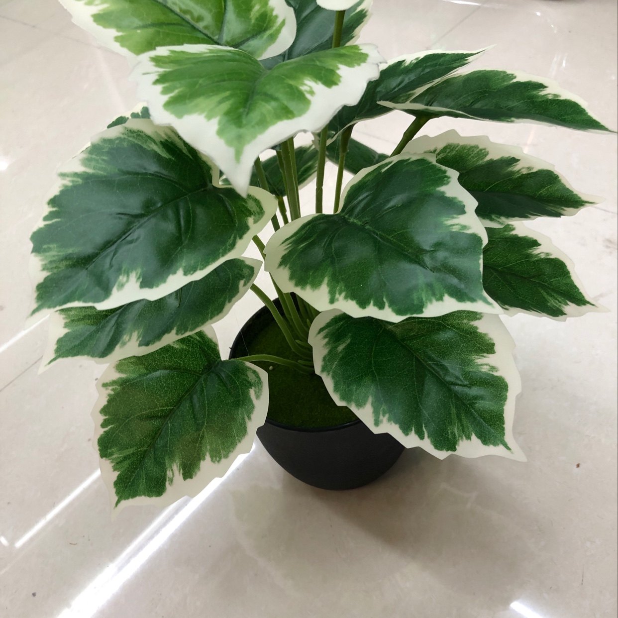 Eighteen white-banded ivy plants Specification image