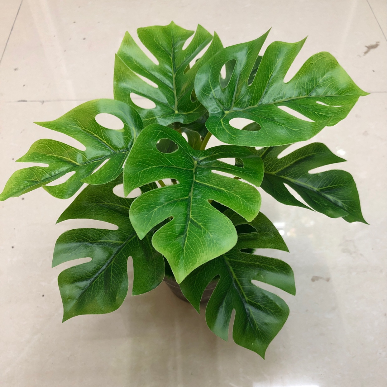 Nine imperial concubine leaves