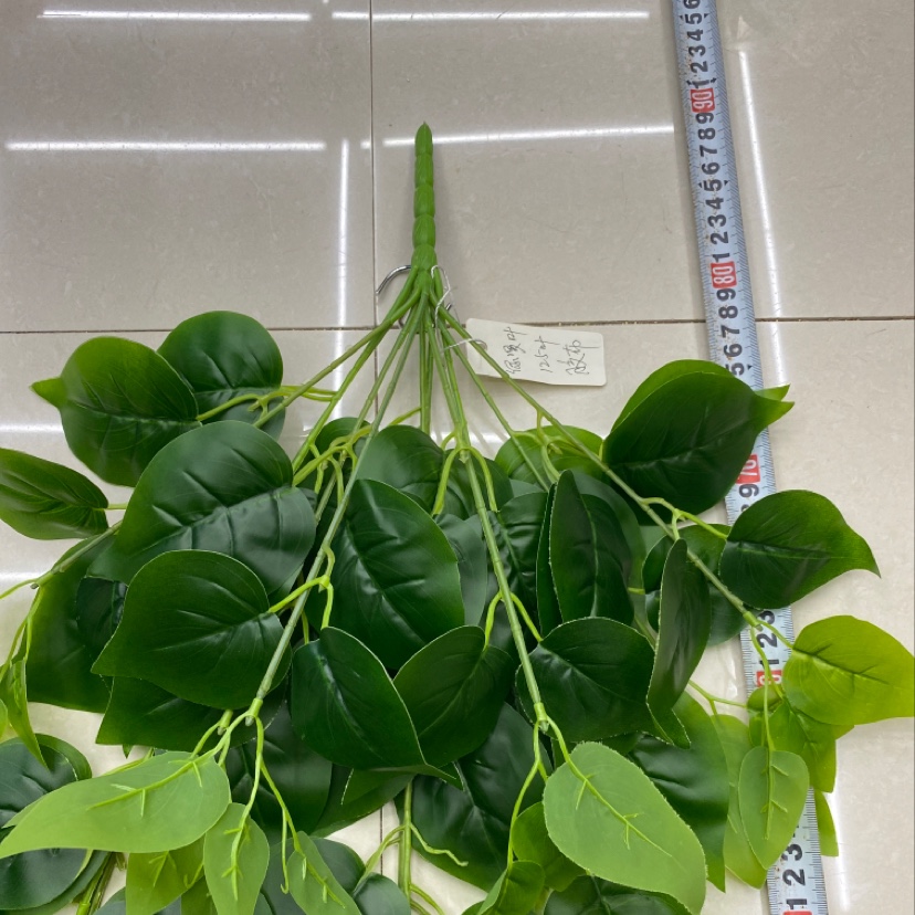 125 Rubber leaf green vine leaves Specification image