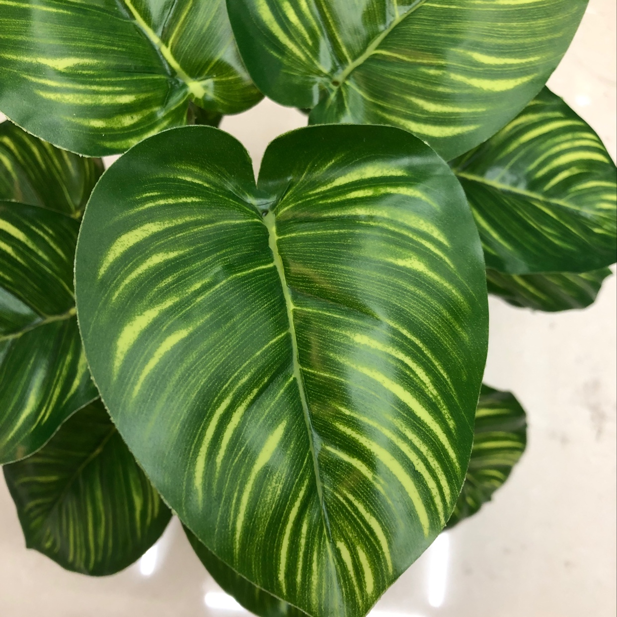Eighteen green lilies Application Scenario