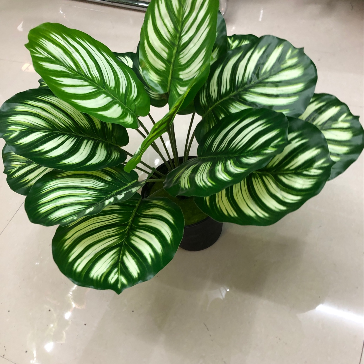Fifteen white and green pothos Application Scenario