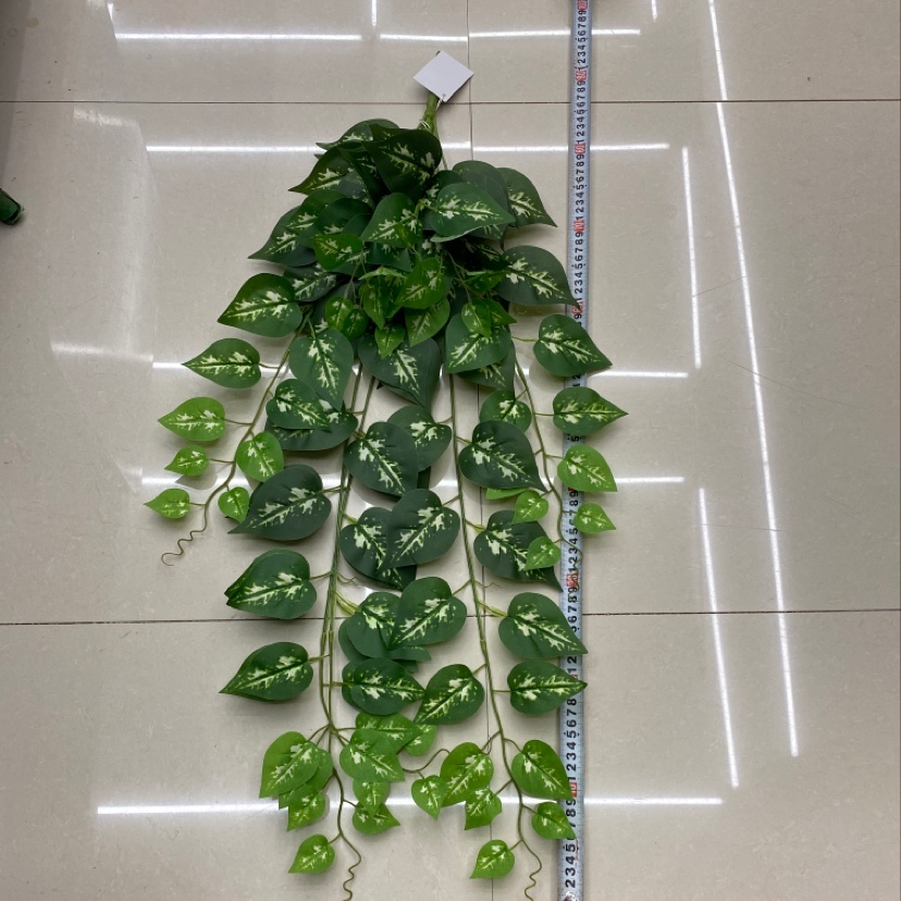 The 125-leafed white-fleshed evergreen
