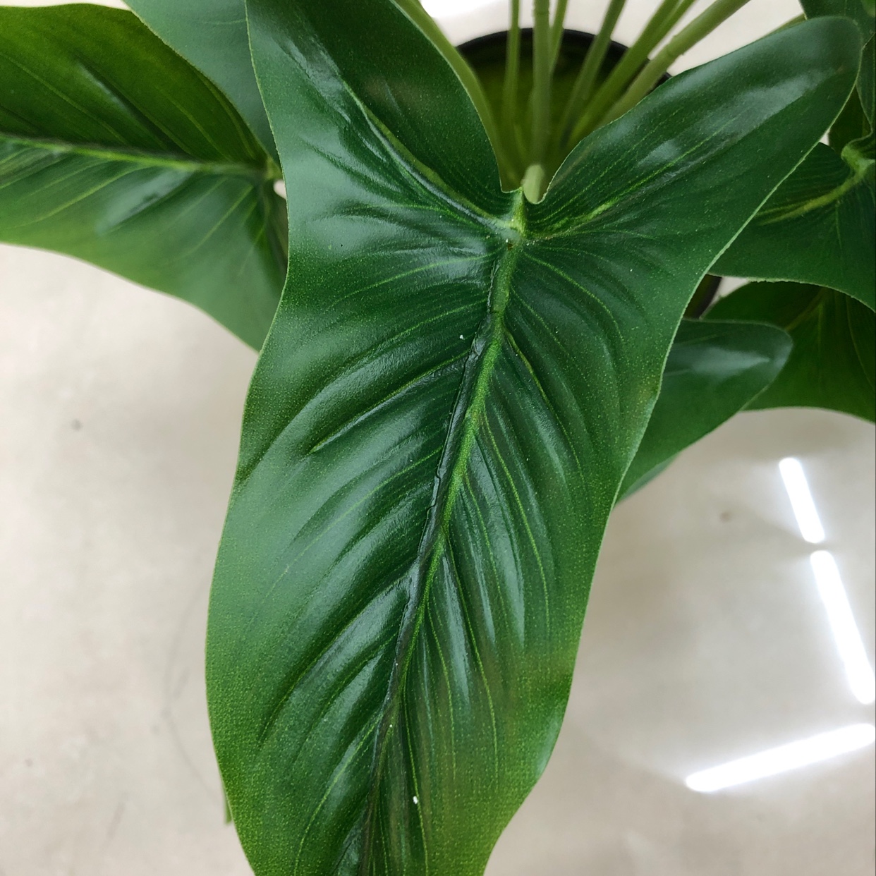 It has 18 long leaves Application Scenario