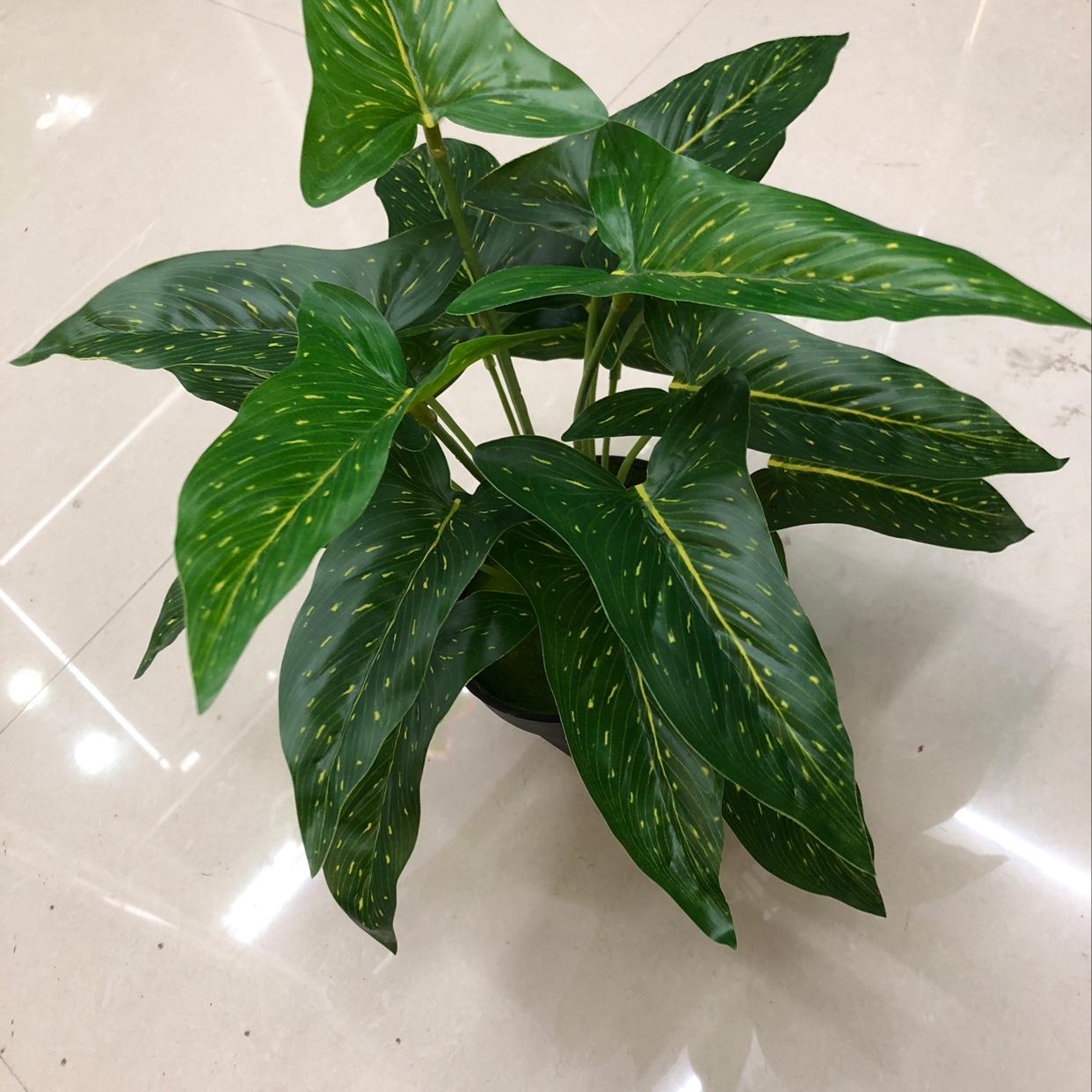 18 long leaves with yellow dots Specification image