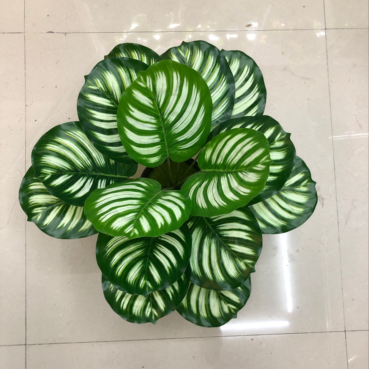 Fifteen white and green pothos details Picture