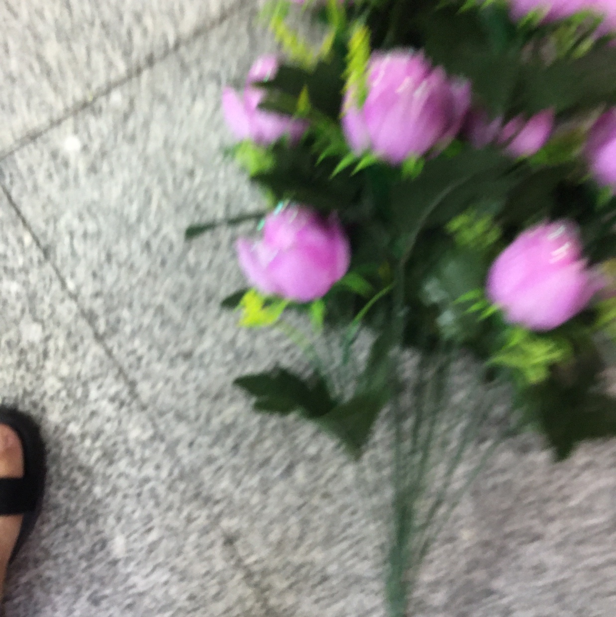 鸡蛋玫