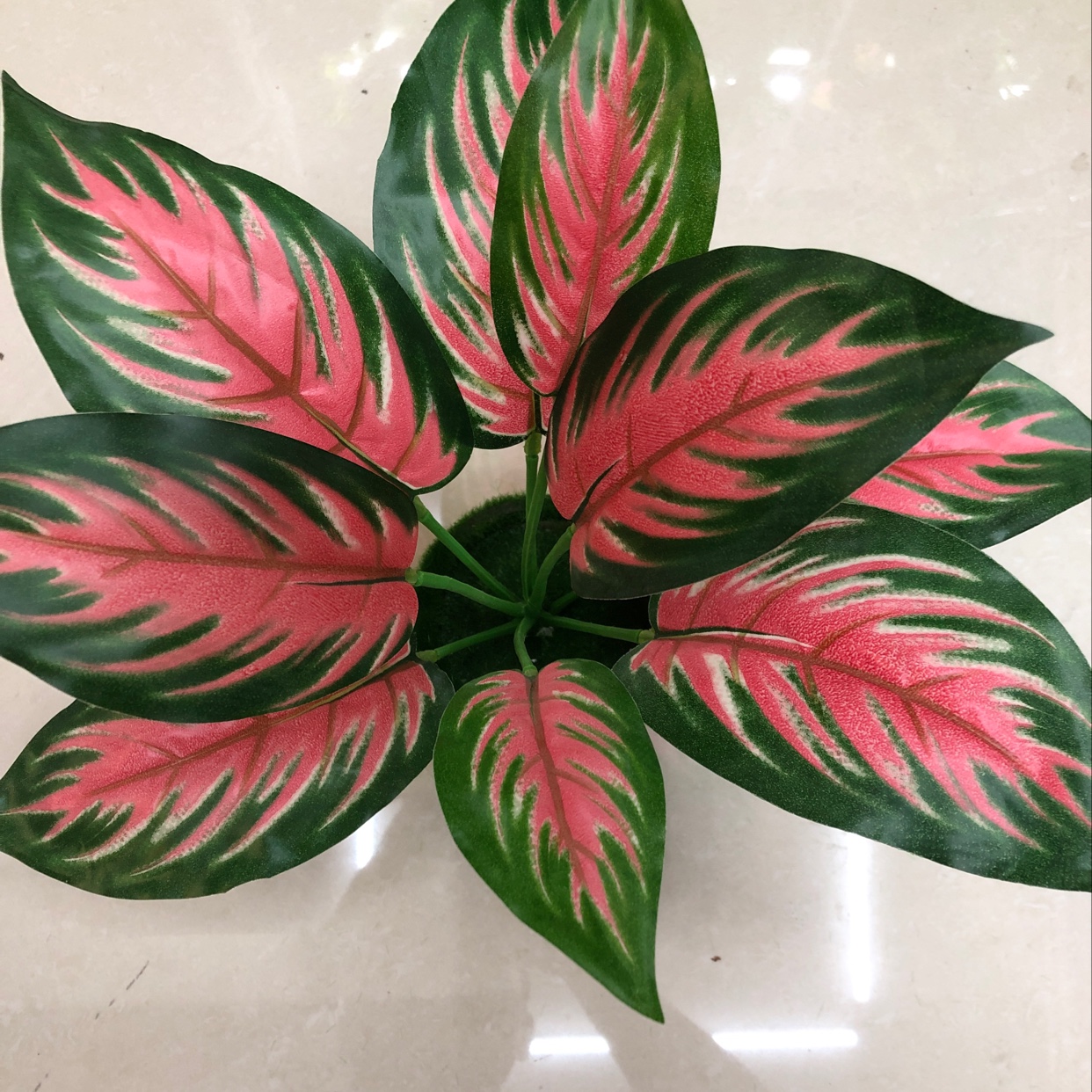 Nine red-edged long leaves details Picture