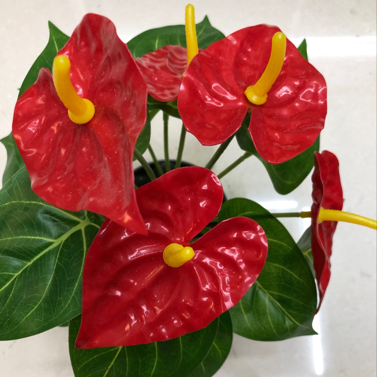 Eighteen anthuriums Application Scenario