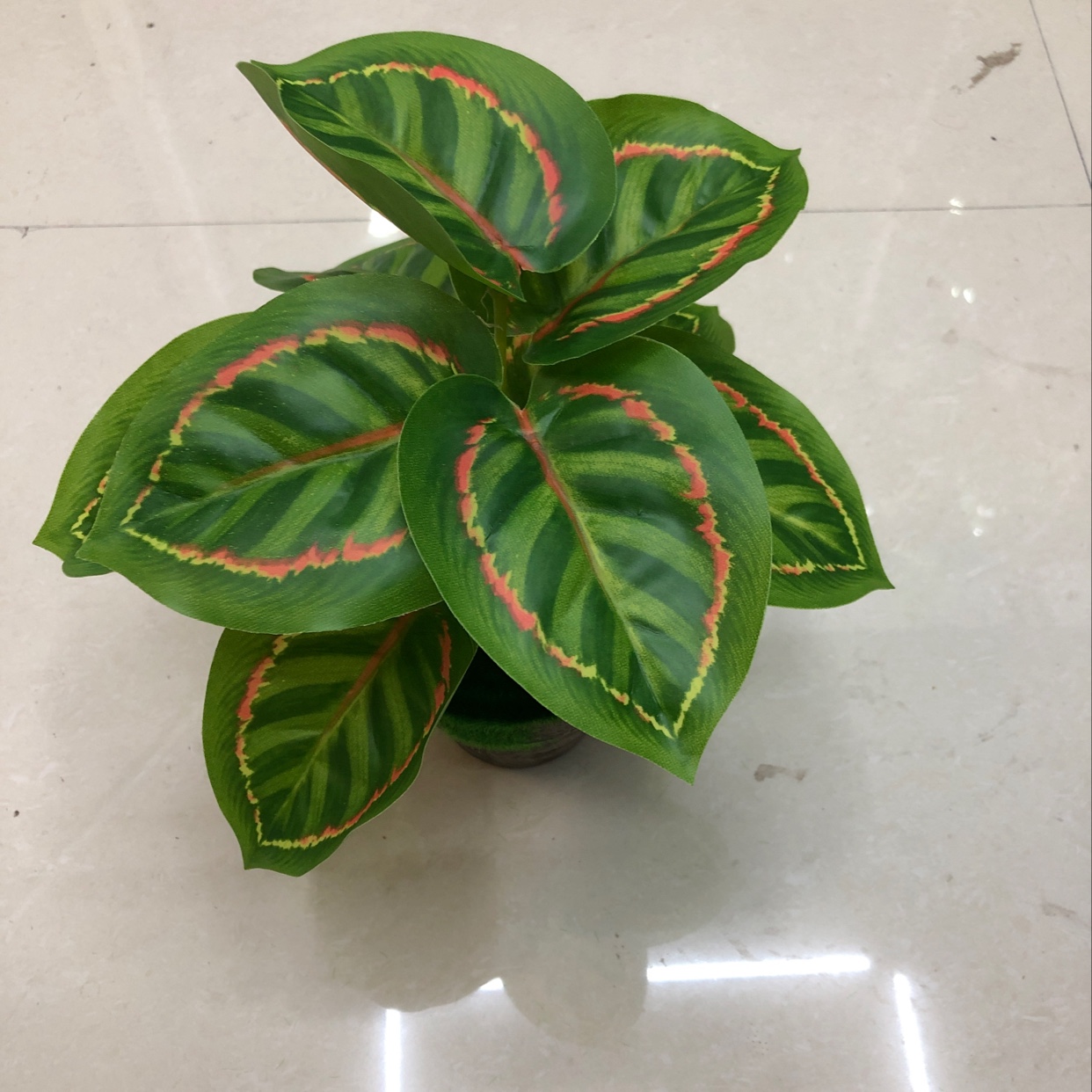 Nine red peacock leaves