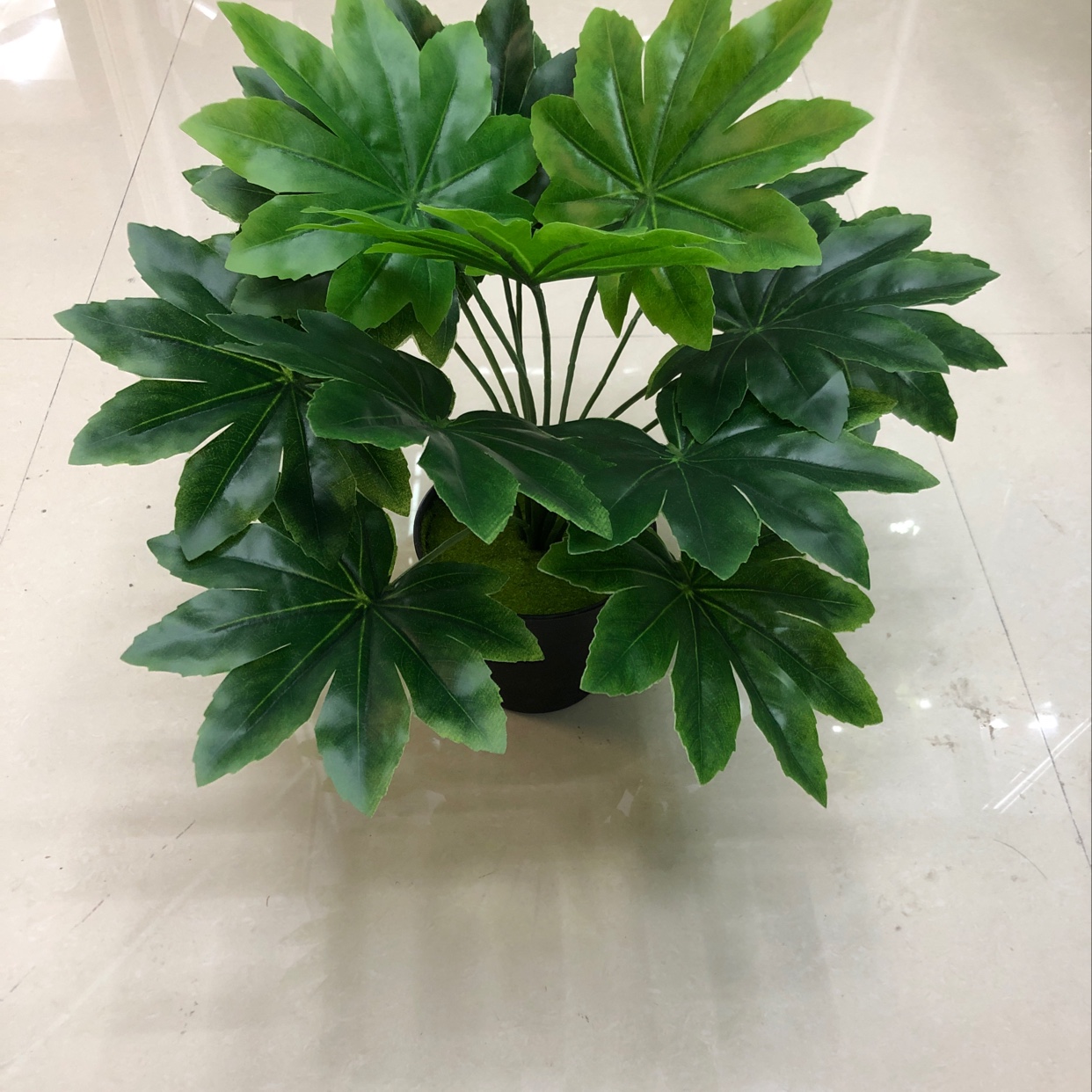 15 star anise golden leaves