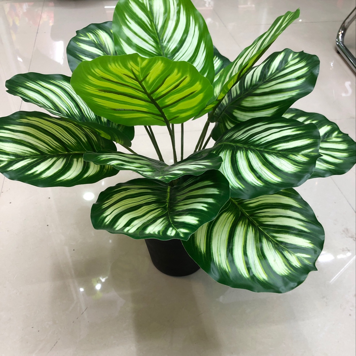 Fifteen white and green pothos Specification image