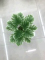 خمسة عشر سلحفاة بيضاء details Picture