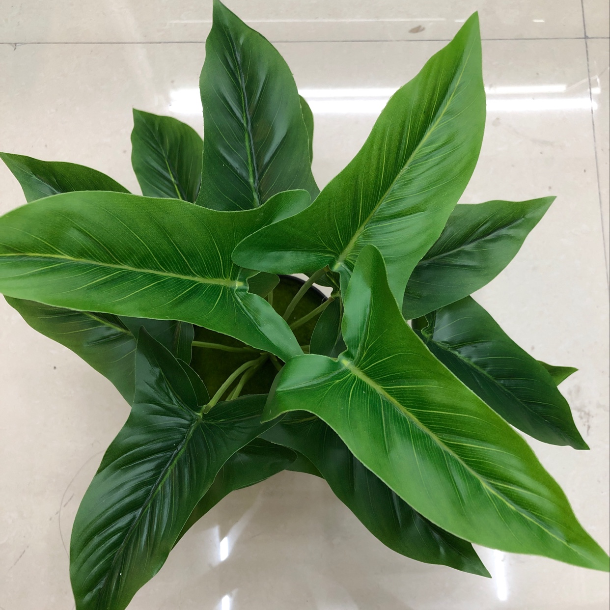It has 18 long leaves details Picture