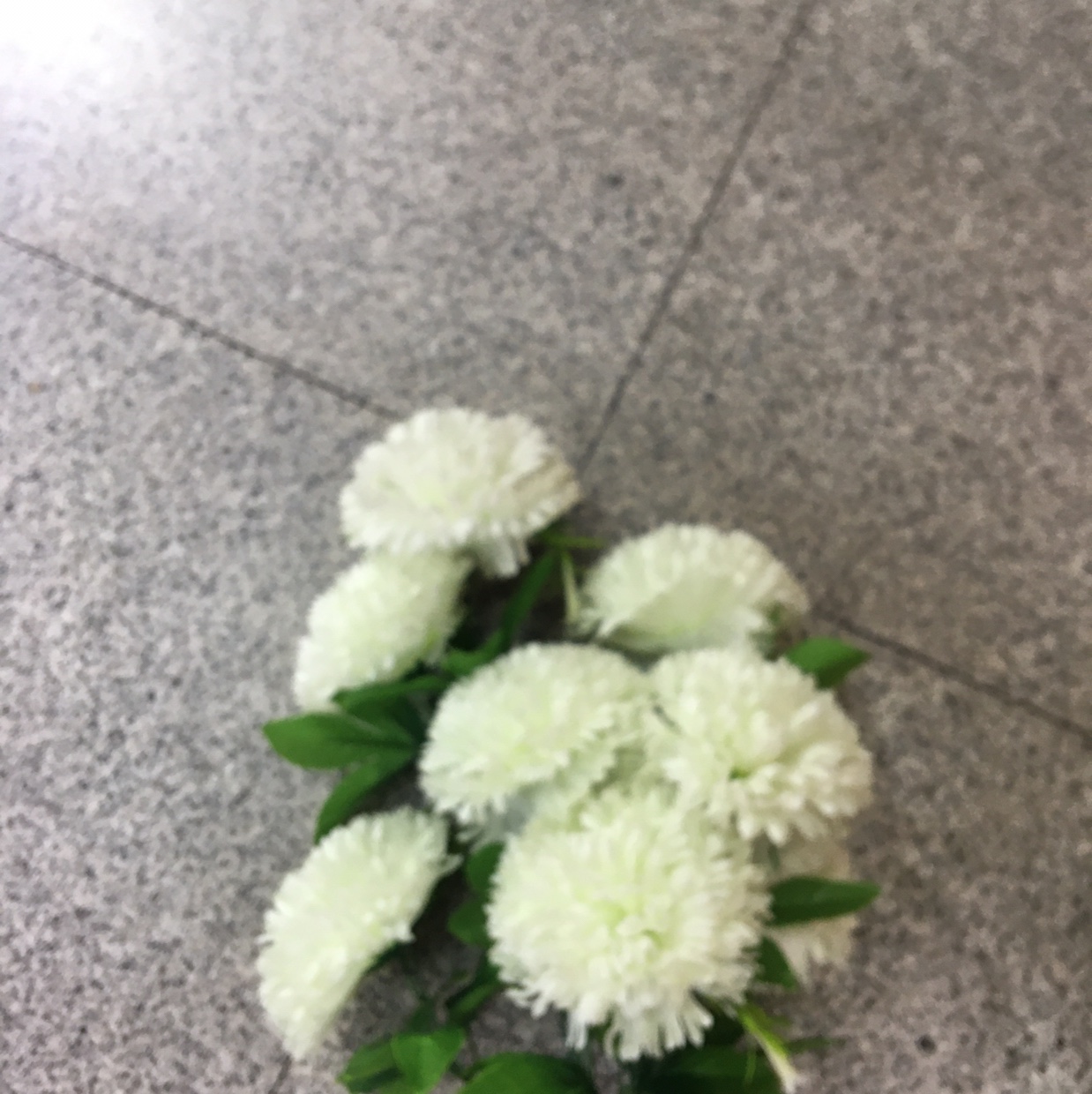 白菊
