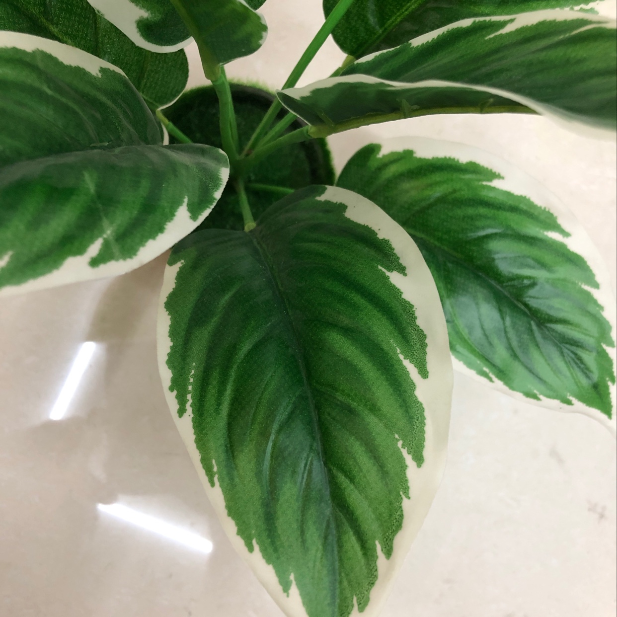 It has 9 long leaves with white edges Application Scenario