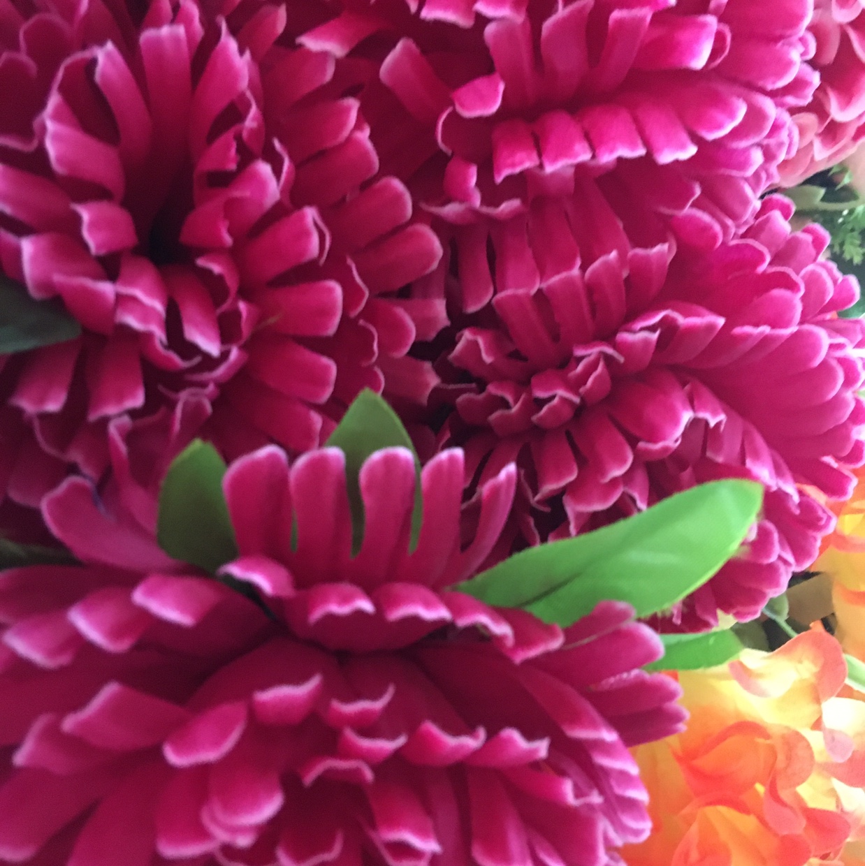 菊花