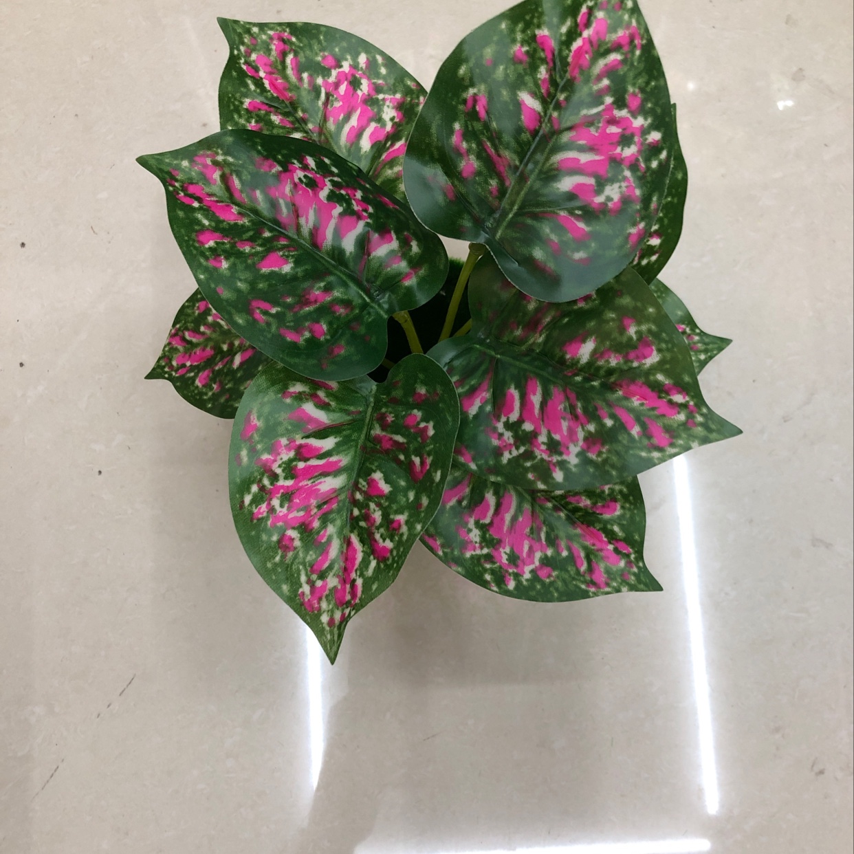 Nine red-spotted evergreen plants details Picture