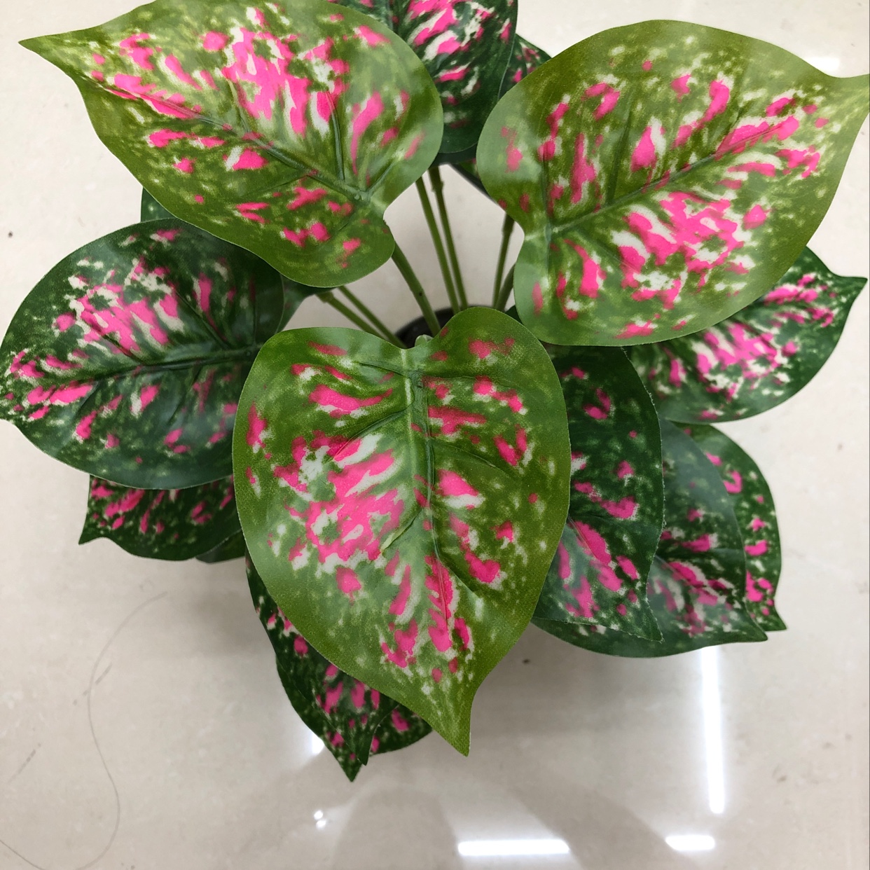 18 red-spotted evergreen plants details Picture