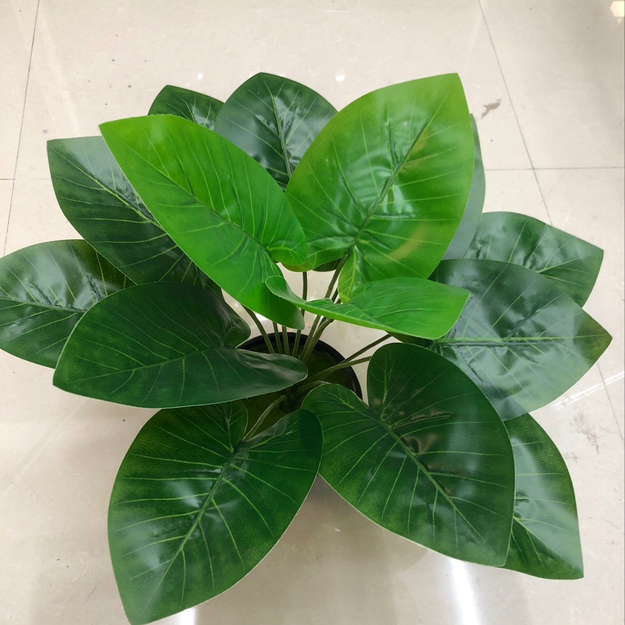 15头滴水观音细节图