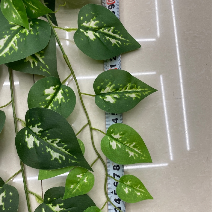 The 125-leafed white-fleshed evergreen Application Scenario
