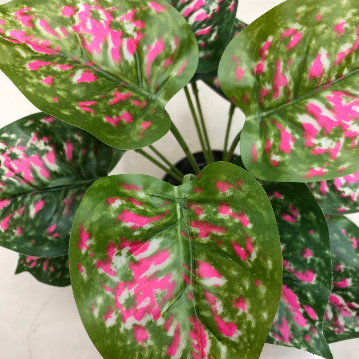 18 red-spotted evergreen plants Application Scenario