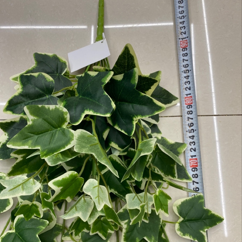 125-leaf sweet potato leaves Specification image