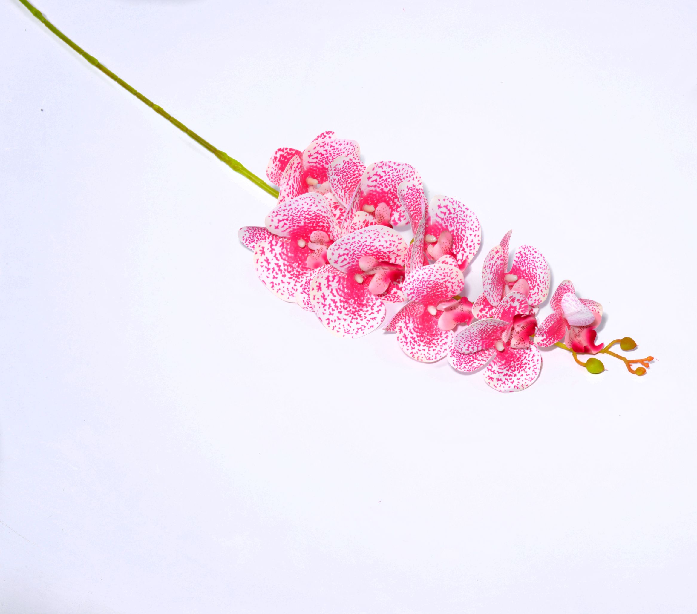 3D Phalaenopsis G #30 thumbnail