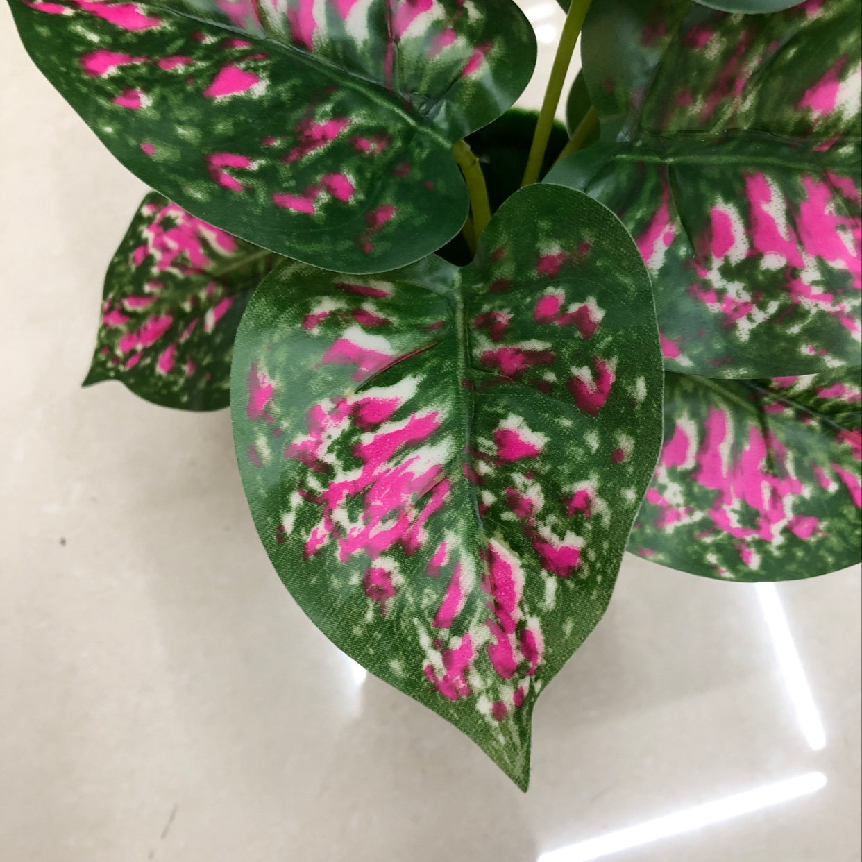 Nine red-spotted evergreen plants Application Scenario