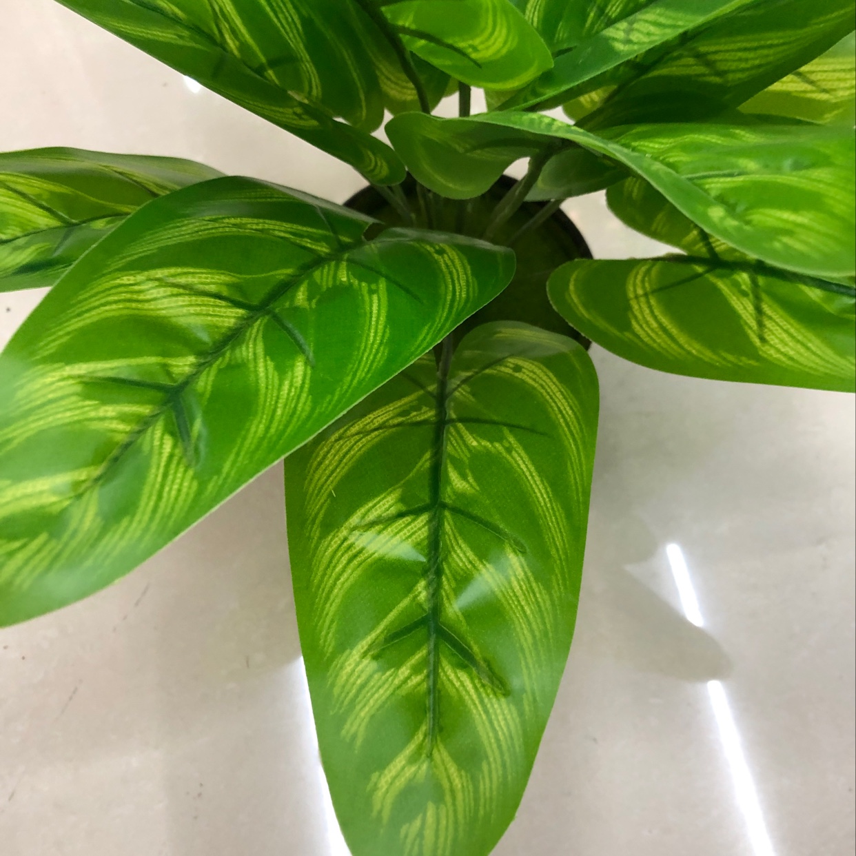 It has 15 long leaves Application Scenario