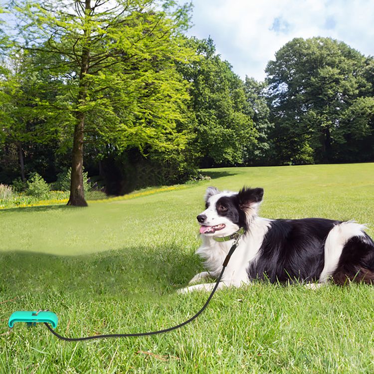 Pet products new Amazon selling explosive outdoor dog peg peg leash dog toy