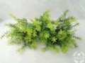 植物草产品图