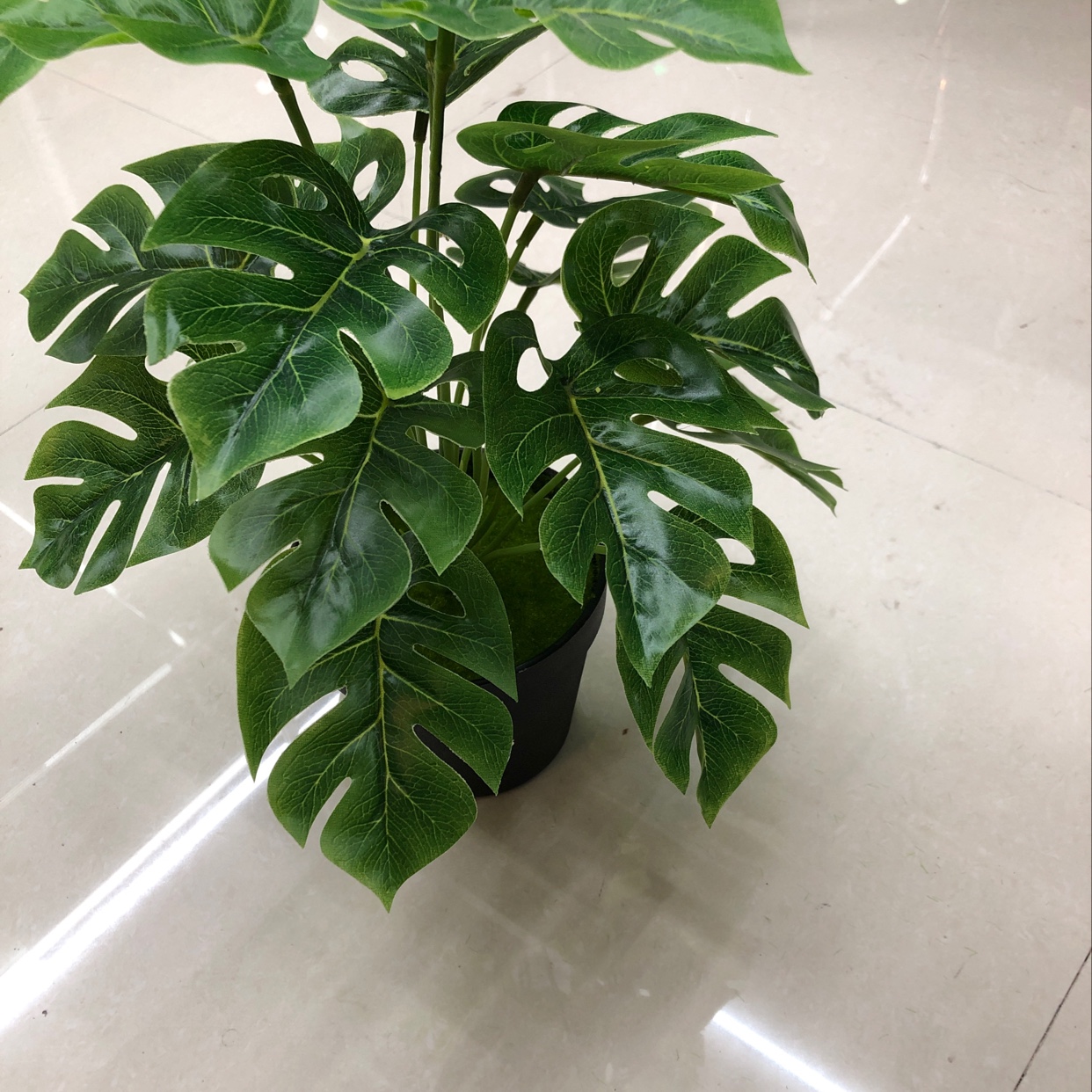 18头贵妃叶细节图