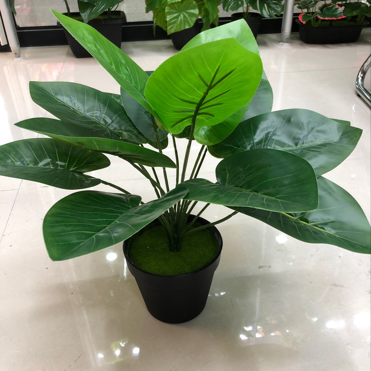 15头滴水观音产品图