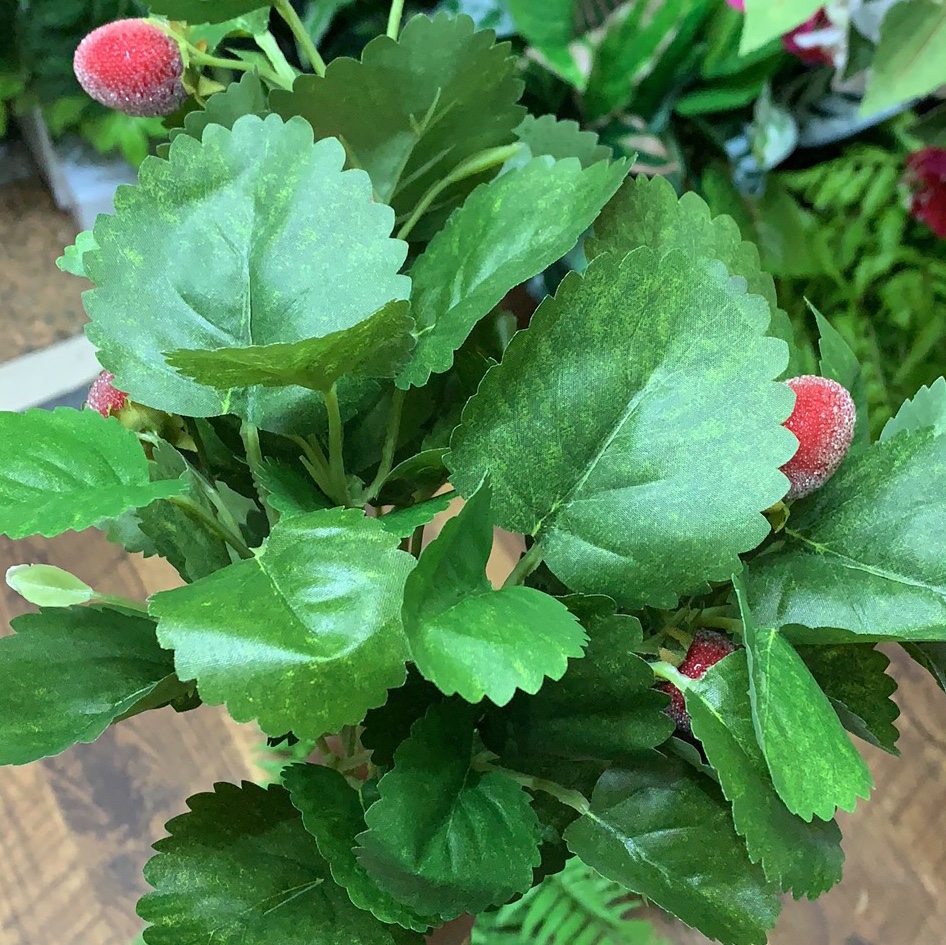 Strawberry leaves thumbnail