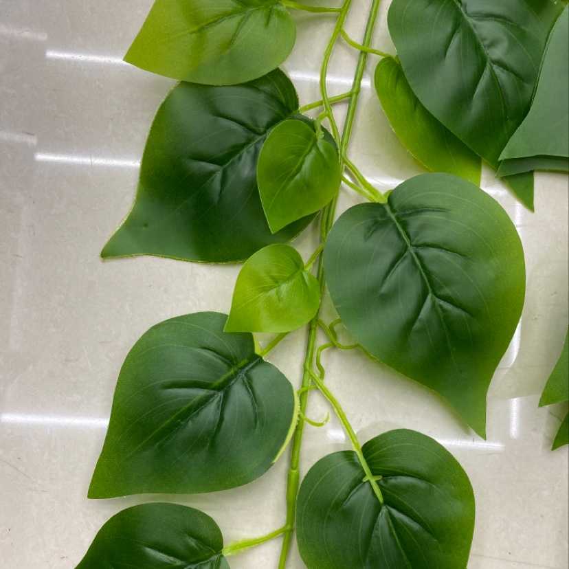 125 Rubber leaf green vine leaves Application Scenario