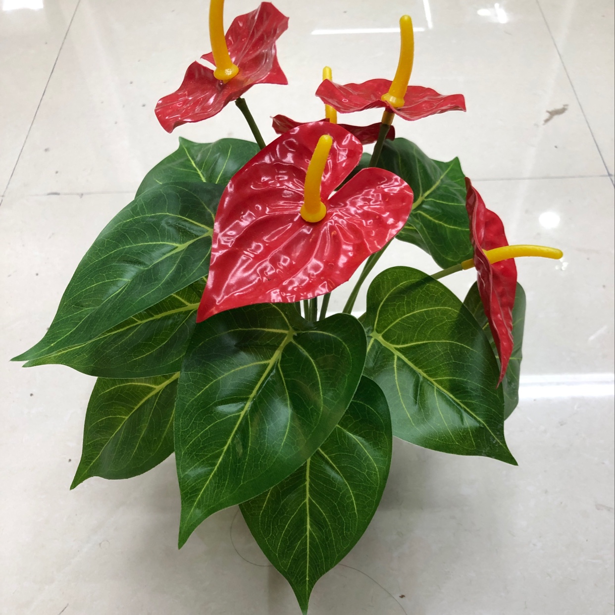 Eighteen anthuriums