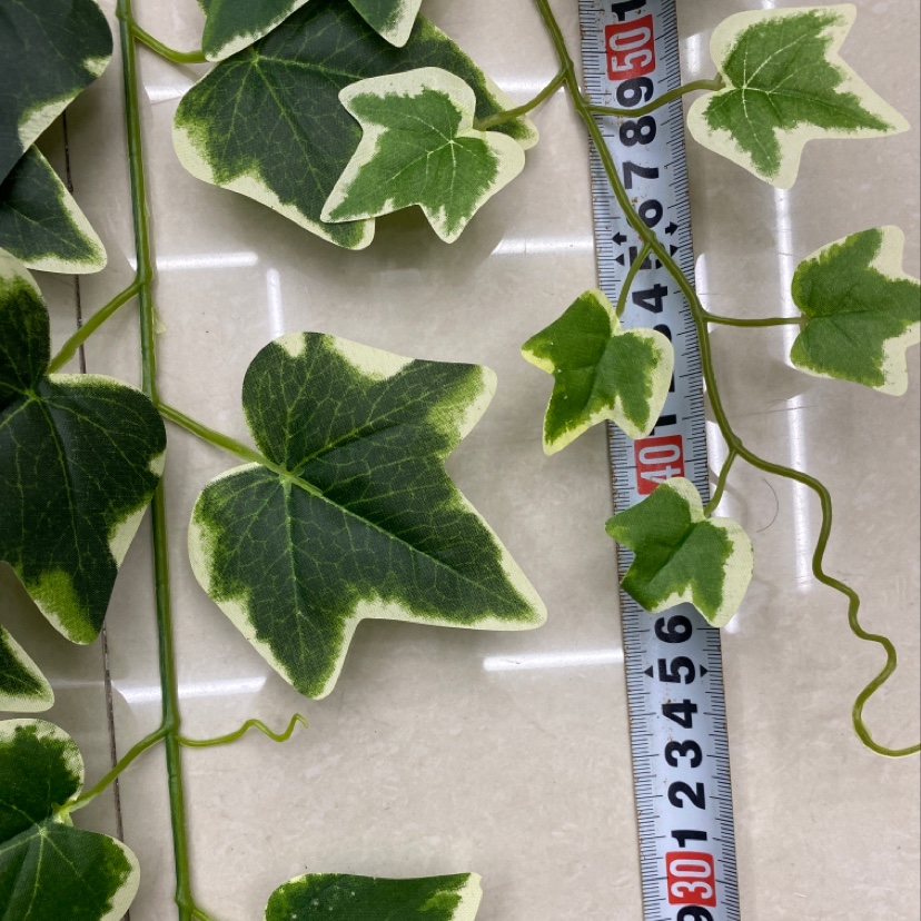 125-leaf sweet potato leaves Application Scenario