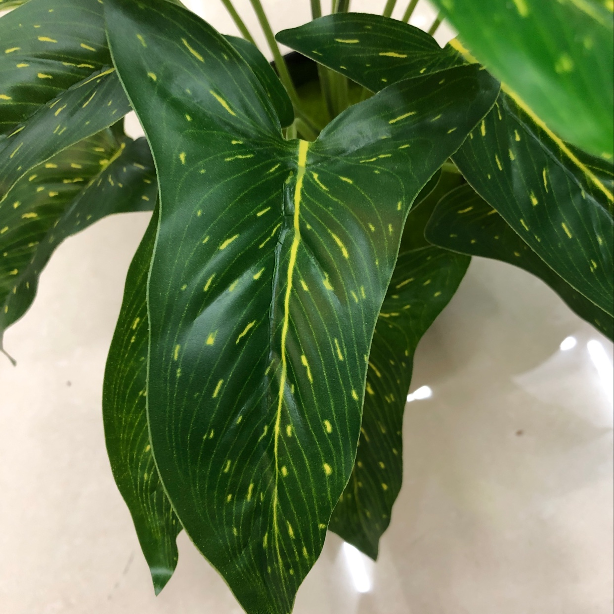 18 long leaves with yellow dots Application Scenario