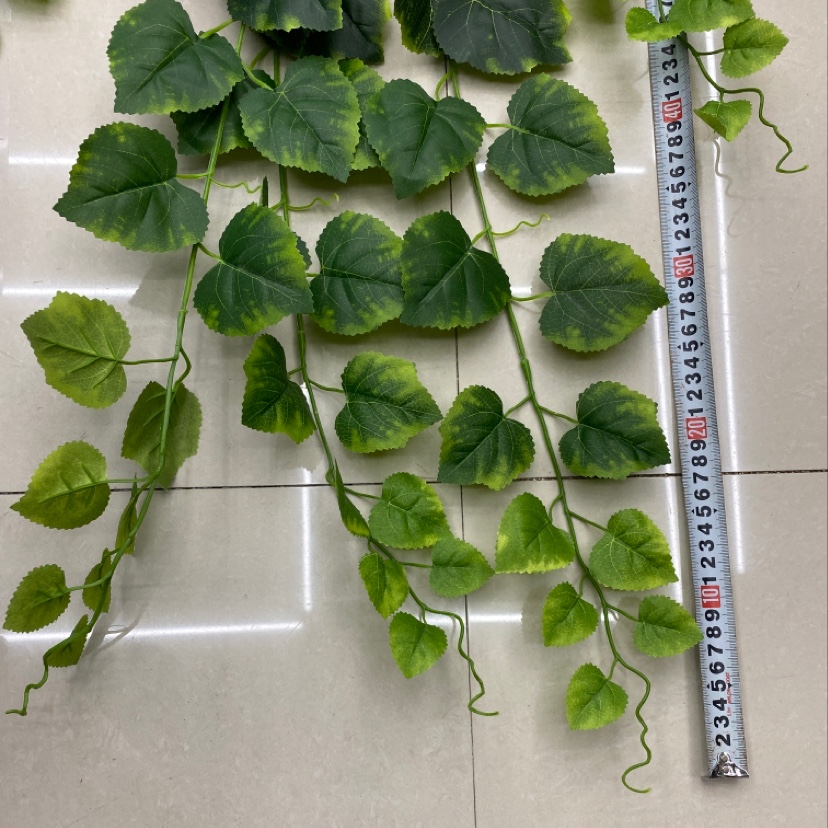 125. Cotyledons details Picture